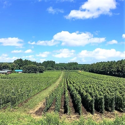 2022年6月発送開始『定期便』青森県産長いも　トロトロとろろ&サクサク長いも全2回