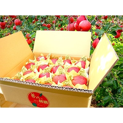 青森南部町産　[濃厚りんご]　サンふじ　スタンダード　約10kg