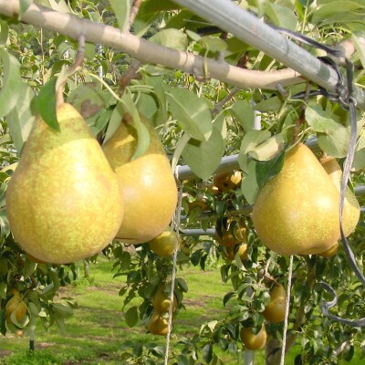 泉山果樹園の高級ゼネラルレクラーク(洋梨)　約3kg(約500g×6個)