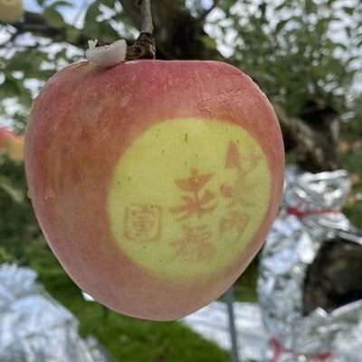 《贈答用》泉山果樹園のゼネラルレクラーク(洋梨)・サンふじ(りんご)　詰め合わせ　約5kg