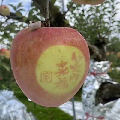 《贈答用》泉山果樹園のぐんま名月・サンふじ　詰め合わせ約5kg