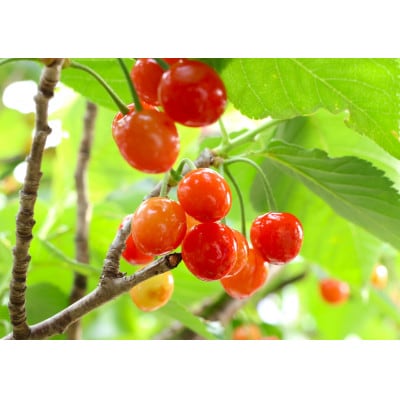 青森県南部町　さくらんぼ 紅秀峰 約1kg (バラ詰め)
