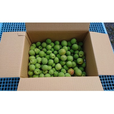 青森県南部町産　豊後梅 5kg