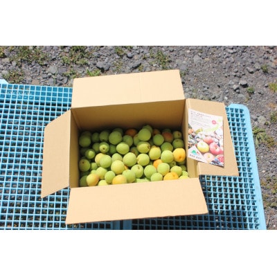 青森県南部町産　豊後梅 5kg