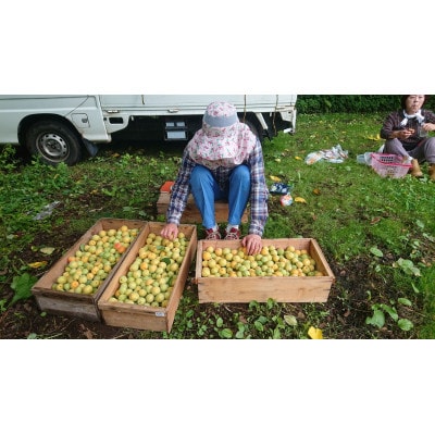 青森県南部町産　豊後梅 5kg