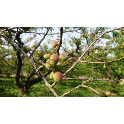 青森県南部町産　豊後梅 5kg