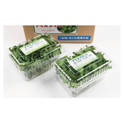 アイスプラント(150g×2パック)【114800101】【公益社団法人 あじむ農業公社】