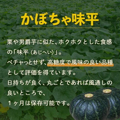【先行受付】北海道 豊浦産 かぼちゃ 味平 約20kg 10～14玉入り TYUH005