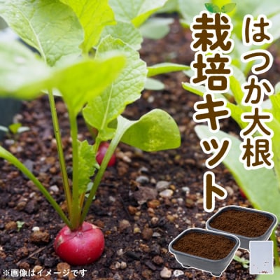 はつか大根栽培キット