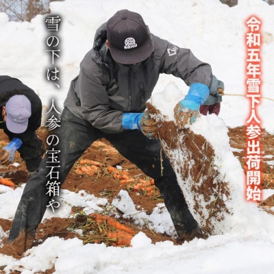 雪国が生んだ春の味覚 「雪下にんじん」 5kg ( 約30本 )