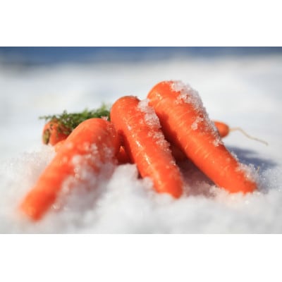 雪国が生んだ春の味覚 「雪下にんじん」 5kg ( 約30本 )