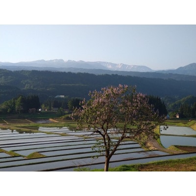 杵つき餅 5パックセット 特別栽培米こがねもち使用 (白餅2・草餅1・豆餅1・玄米餅1)