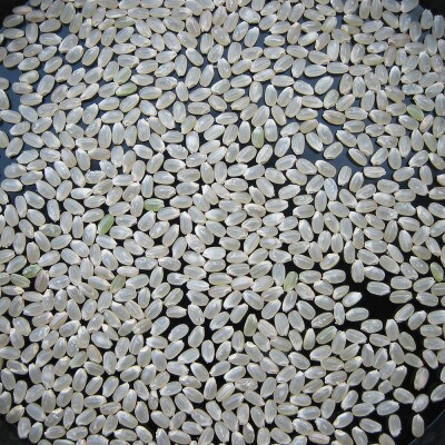 【毎月定期便】魚沼産コシヒカリ「金印」高食味米 精米 5kg 全3回