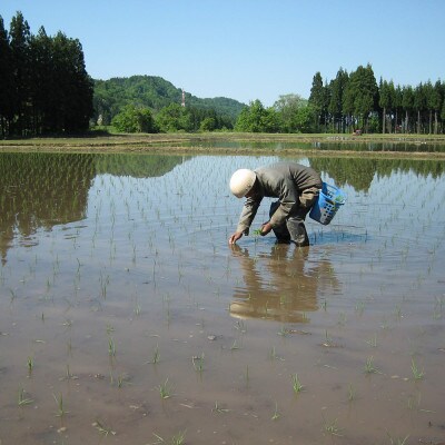 【毎月定期便】中魚沼産「新之助(しんのすけ)」精米 5kg 全6回