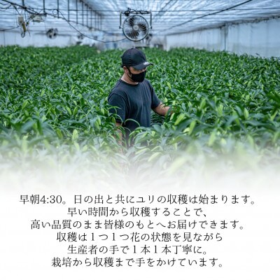 津南醸造の雪美人ギフトセット(ユリ3本&日本酒720ml×1本セット)