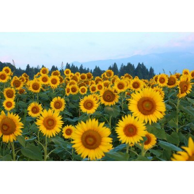 【毎月定期便】魚沼産コシヒカリ　ひまわりの里　5Kg全6回