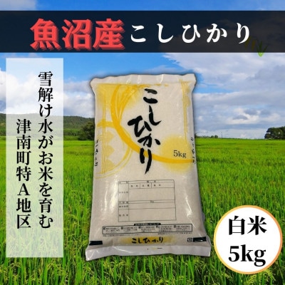 【令和6年産】 魚沼産コシヒカリ 白米5kg 魚沼地域津南町の美味しいお米