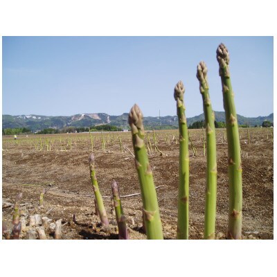 JA津南町のアスパラガス　約1.2kg