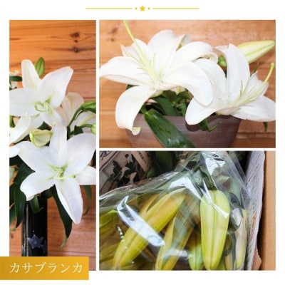 【規格外品】カサブランカ(5本束×1セット)