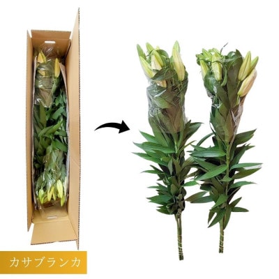 【規格外品】カサブランカ(5本束×2セット)