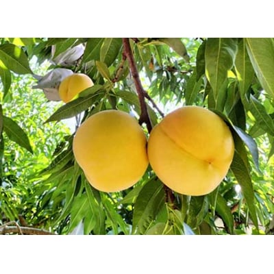 【数量限定】桃(黄貴妃)5kg　特秀品　0106-2505