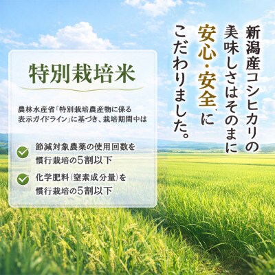 令和7年産 新潟産コシヒカリ 特別栽培米 5kg 安心品質