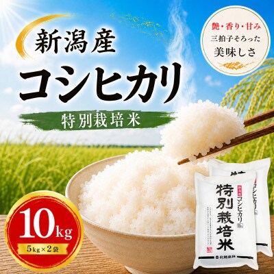 【令和7年産】新潟産コシヒカリ 特別栽培米 10kg(5kg×2袋)| 一粒一粒に甘み広がるおいしさ