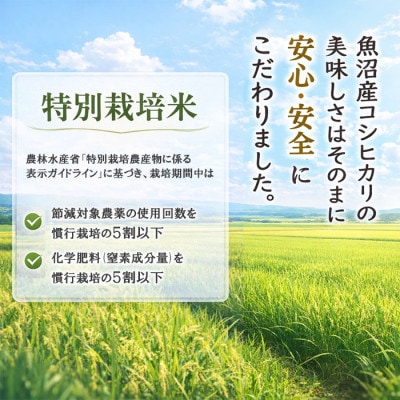 令和7年産 魚沼産コシヒカリ 特別栽培米 5kg 安心品質