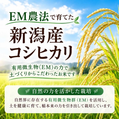【令和8年産 新米予約】有機栽培米 新潟産コシヒカリ 10kg(5kg×2袋) 〈有機JAS認証〉