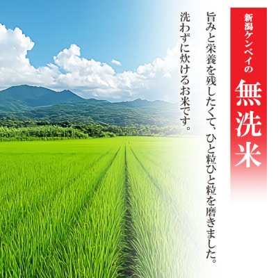 無洗米 新潟産コシヒカリ5kg 令和6年産 精米