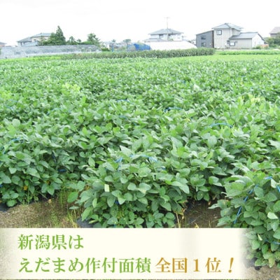 【発送月固定定期便】くろさき茶豆1.2kg  〈GI登録産品〉 新潟県民が愛してやまない枝豆!全2回