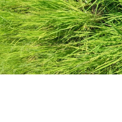 新潟県産米3種　食べ比べセット(精米)
