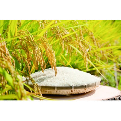 【令和7年産】雪温精法　新潟産こしひかり　2kg