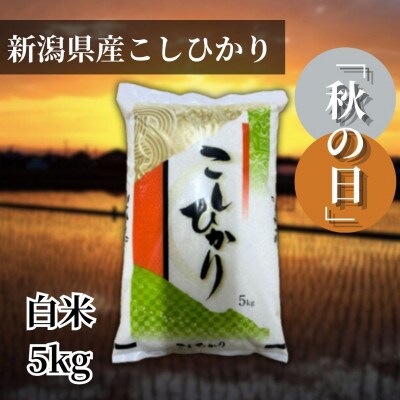 【令和6年産 】新潟県産こしひかり「秋の日」(白米5kg)新潟県の美味しいお米。