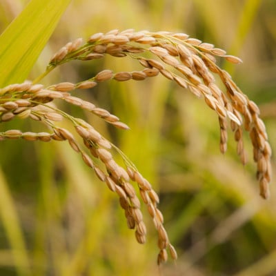 【令和6年産 】新潟県産こしひかり「秋の日」無洗米10kg(5kg×2袋) 新潟県の美味しいお米