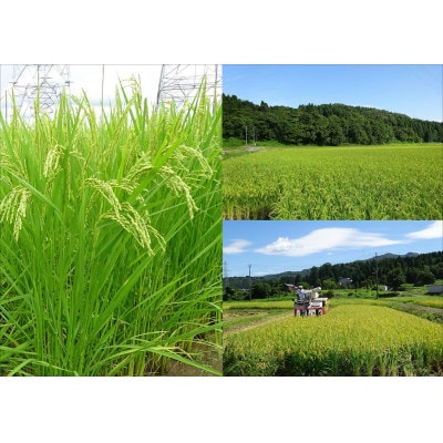 【特別栽培米】新潟県長岡産ミルキークイーン10kg(5kg×2袋)