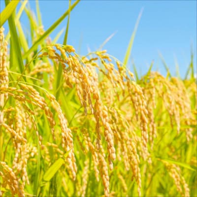 新潟県産こしいぶき5kg