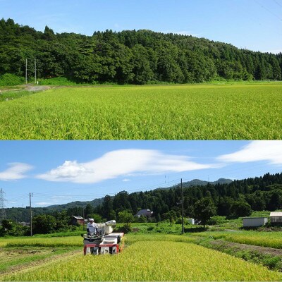 【毎月定期便】【6カ月連続お届け】新潟県産こしいぶき5kg×2袋全6回