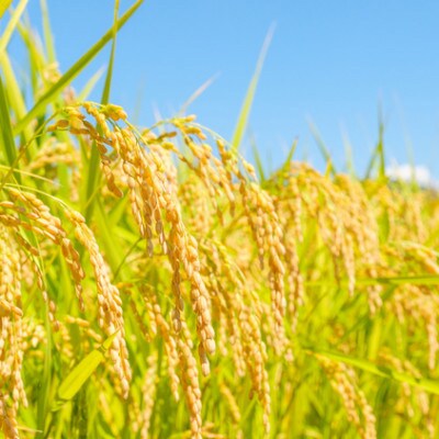【毎月定期便】【6カ月連続お届け】新潟県産こしいぶき5kg×2袋全6回