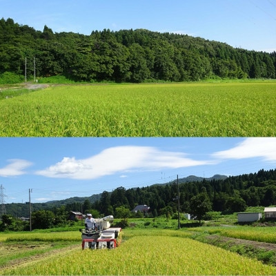 【毎月定期便】【6カ月連続お届け】新潟県産こしいぶき10kg(5kg×2袋)全6回