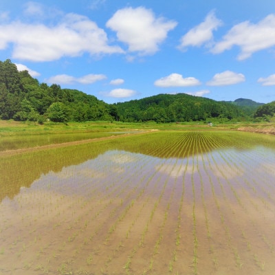 新潟県産 特別栽培米コシヒカリ 5kg(ミネラル栽培)