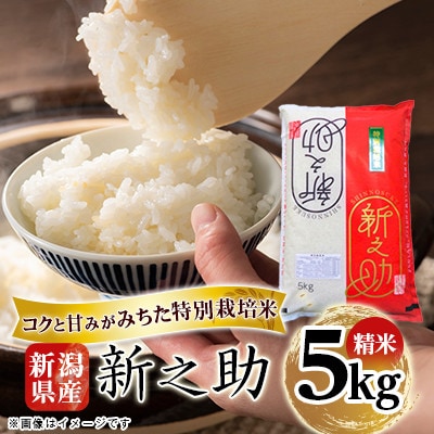 【毎月定期便】新潟県産 新之助(特別栽培米) 5kg全6回