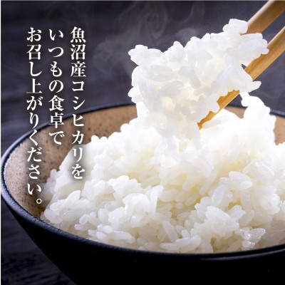 無洗米 魚沼産 コシヒカリ お米 10kg こしひかり 精米(お米の美味しい炊き方ガイド付き)
