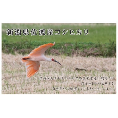 【令和7年産新米先行予約】食味鑑定コンクール金賞　新潟県佐渡産コシヒカリ　30kg(5kg×6袋)