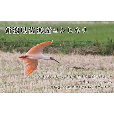 【毎月定期便】食味鑑定コンクール金賞　新潟県佐渡産コシヒカリ　5kg×1袋全6回