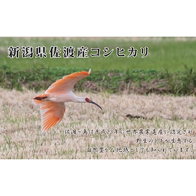 【毎月定期便】食味鑑定コンクール金賞　新潟県佐渡産コシヒカリ　5kg×1袋全12回