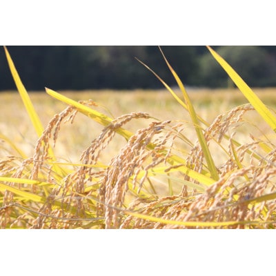 【毎月定期便】《無洗米》米・食味分析鑑定コンクール金賞 新潟県佐渡産コシヒカリ 10kg全6回