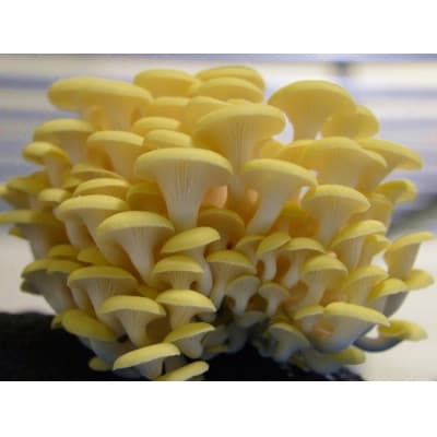 ララの天日干し　たもぎたけ 国産・無添加・菌床製造期間及びキノコ栽培期間農薬不使用