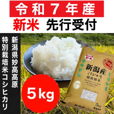 【令和7年産新米】新潟県妙高高原 特別栽培米コシヒカリ 5kg