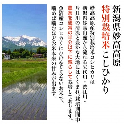 【毎月定期便】新潟県妙高高原特別栽培米コシヒカリ 5kg(5kg×1袋)全12回